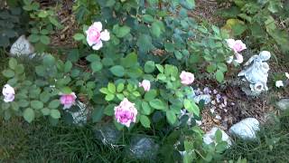 rose brother cadfael May 26 2012 708 PM beautiful rose David Austin John and Charlotte [upl. by Kuska277]