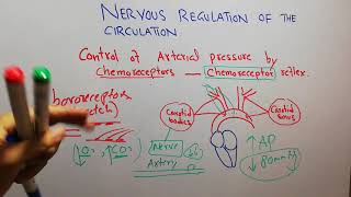 CVS physiology 126 Role of chemoreceptors control of arterial pressure carotid body [upl. by Stelu]