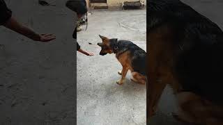 Building a strong bond with Olive germanshepherddoglove shortvideoviralvideotrendingshorts [upl. by Havstad]