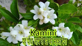 यह पौधा आप के घर को महका देगा Kamini best fragrant plant of Summer By Garden Gyan [upl. by Mallen]