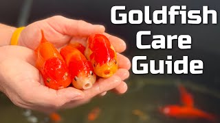 Beginner Goldfish Care Guide [upl. by Ayaet]