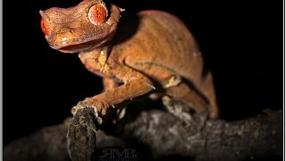 Satanic Leaftailed Gecko licking its eye in the wilds of Madagascar HD video [upl. by Grannias]