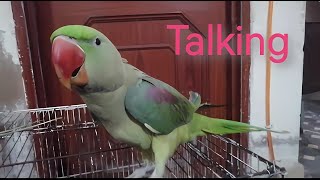 Raw Parrots Talking Natural SoundWhistlingrawparrottalking Subscribe [upl. by Arissa]