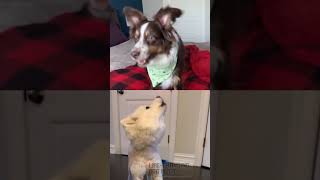 Dogs Singing Astronaut in the Ocean Shorts [upl. by Grati]