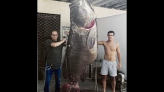 Worlds Biggest Grouper Ever Caught [upl. by Adnelg]