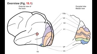 ABPPCN Neuroanatomy of Vision [upl. by Yhtur]