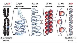 Chromosome ADN gène allèle [upl. by Swayne]