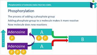 Phosphorylation Principles 814 IB Biology HL [upl. by Dupin]