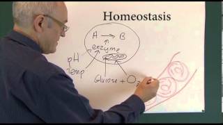 Homeostasis 1 Physiological Principles [upl. by Aicittel860]