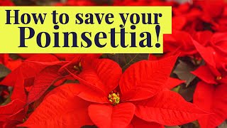 How to SAVE your POINSETTIA once the holidays are over [upl. by Esinert]