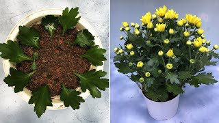 Try growing chrysanthemums from leaves and results [upl. by Aicinad]