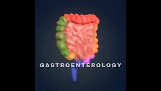 Gastroenterology  symptoms and treatment gastroenterology gastroenterologist viralshort doctor [upl. by Osnohpla125]