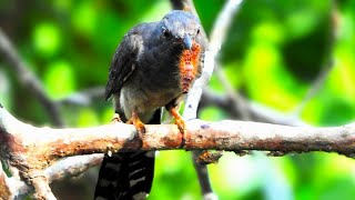 Grey bellied cuckoo bird  cuckoo song  cuckoo food [upl. by Dituri253]