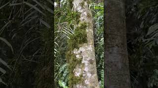 Bird’snest fern Asplenium nidus and other epiphytes [upl. by Ozner914]