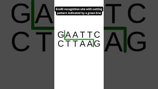 Eco R1 The Restriction Endonuclease biotechnology palindromicsequence stickyends cloning [upl. by Ariam]