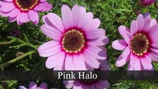 Grandessa Pink Halo [upl. by Natalee]