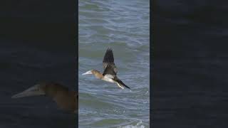 Gannet takeoff gannet australia queensland birds wildlife ​⁠nikonaustralia [upl. by Ellary]