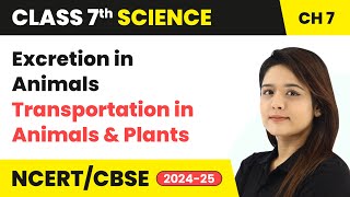 Excretion in Animals  Transportation in Animals and Plants  Class 7 Science Ch 7  CBSE 202425 [upl. by Klinges]