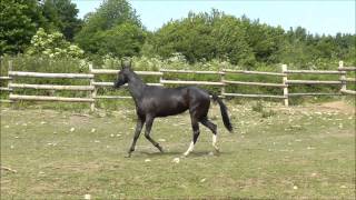 Akhalteke mare GAZALIA  FOR SALE [upl. by Kaleb]