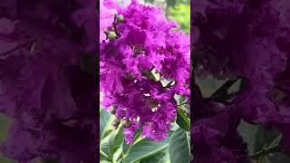 Lagerstroemia and the bees [upl. by Ecydnak]