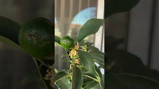 Lead to Kumquat Nagami Matthew 69  13 IMGGardening [upl. by Still798]