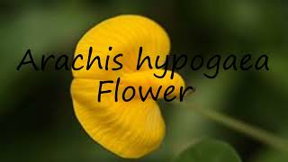 How to pronounce Arachis hypogaea Flower in English [upl. by Eak102]