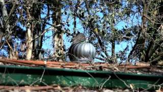 Tawny Frogmouth Podargus strigoides spinning on our whirly bird [upl. by Redyr621]