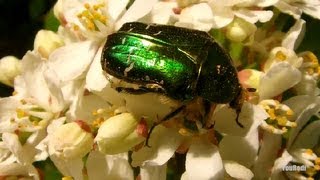 Le Scarabée doré Cetonia Aurata Dieu de lEgypte Rose chafer Macro [upl. by Ylrrad]