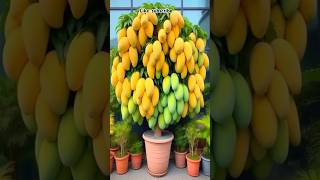 New planting skills to harvest more mangoes satisfying farming gardening [upl. by Cired785]