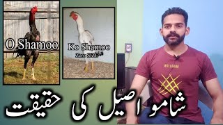 Shamoo Aseel ki pehchan  Ko Shamoo aseel kesa hota hai  O Shamoo Rooster  Ihsan Gujjar Vlogs [upl. by Ttenneb]