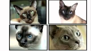 Tonkinese Cat 101 by Animal Planet [upl. by Ioved908]