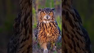 Owls fact videos Owls attack video Owls very intelligent amazing fact video [upl. by Eversole]