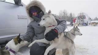 Sled dog Musher Documentary [upl. by Tony]