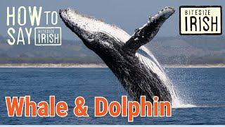 How to say Whale amp Dolphin in Irish bitesizeirish [upl. by Thorpe]