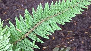 Polystichum setiferum ´Proliferum´ [upl. by Iht802]