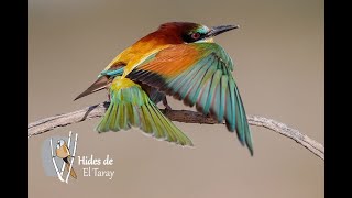 European bee eater Merops apiaster [upl. by Meingolda]