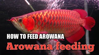 HOW TO  feed arowana fish arowana feeding tips  what to feed arowana StayhomeWithme [upl. by Etnaihc]