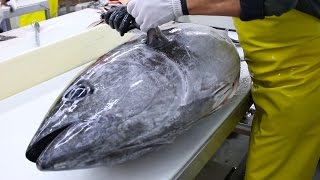 Fish Filleting Bluefin Tuna [upl. by Lamarre]