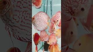 discusfish discusfarm discusaquarium discusbreeding discusbintaro discusfishtank ikandiscus [upl. by Sheaff]