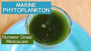 Marine Phytoplankton A Nutrient Dense Microalgae [upl. by Airtal]