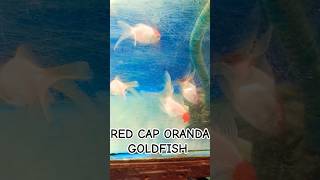 RED CAP ORANDA GOLDFISHgoldfishaquariumshortsshortvideoviralreelsviralshortviralvideovideo [upl. by Eelrebmik39]