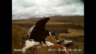 Male and female Andean Condors feeding on dead cows Antisana Ecuador October 2012 [upl. by Nomar]