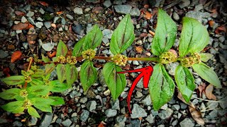 ESSA PLANTA VALE OURO Melhor que Remédio Euphorbia Hirta [upl. by Shevlo]