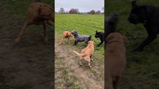 Dog walk When other dogs run into the pack [upl. by Child858]