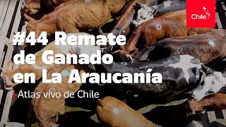 44 Remate de ganado en La Araucanía  Atlas Vivo de Chile [upl. by Bucher]