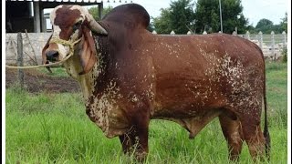 Beneficios del Ganado GYR para el Tropico Bajo  TvAgro por Juan Gonzalo Angel [upl. by Nepil667]