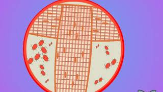 04 Trehalose and insect circulation [upl. by Stew]