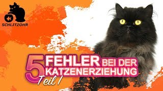 🔥5 Fehler in der Katzenerziehung  Tipps zur Erziehung von Katzen  Katze erziehen  Teil 1 [upl. by Fabio455]