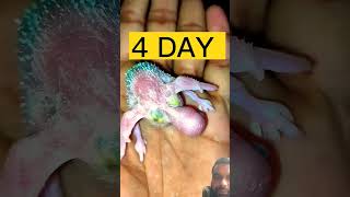 Watch quotLOVE BIRDS BABY  1 DAY to DAY 10 shorts shortvideo baby budgies birdsquot on YouTube [upl. by Sarchet]