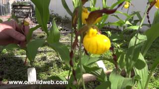 OrchidWeb  Cypripedium parviflorum var pubescens [upl. by Enirahtac]